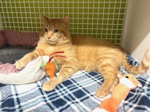 Enlarge Michael, a ADOPTABLE Domestic Short Hair in Mound, MN image 5/5