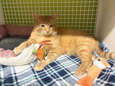 Enlarge Michael, a ADOPTABLE Domestic Short Hair in Mound, MN image 4/5