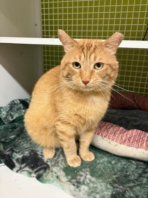 Enlarge Michael, a ADOPTABLE Domestic Short Hair in Mound, MN image 3/5