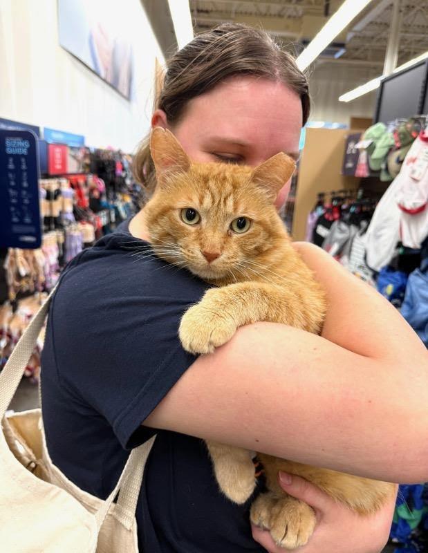 Enlarge Michael, a ADOPTABLE Domestic Short Hair in Mound, MN image 2/5