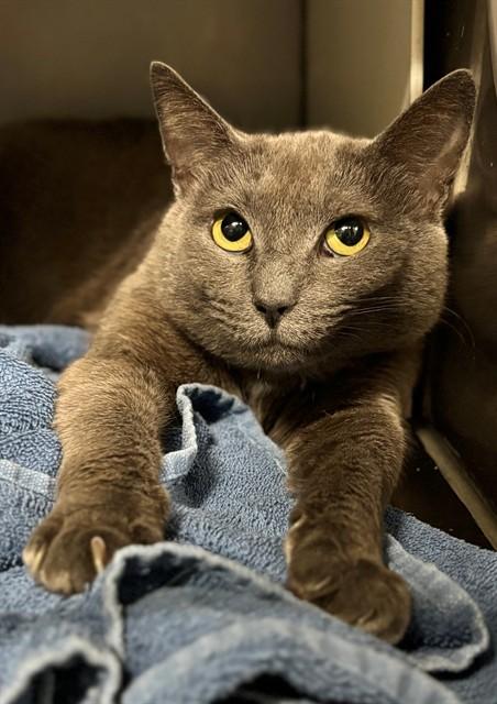 Enlarge RHEA, a Adoptable Domestic Short Hair in York, SC image 1/1