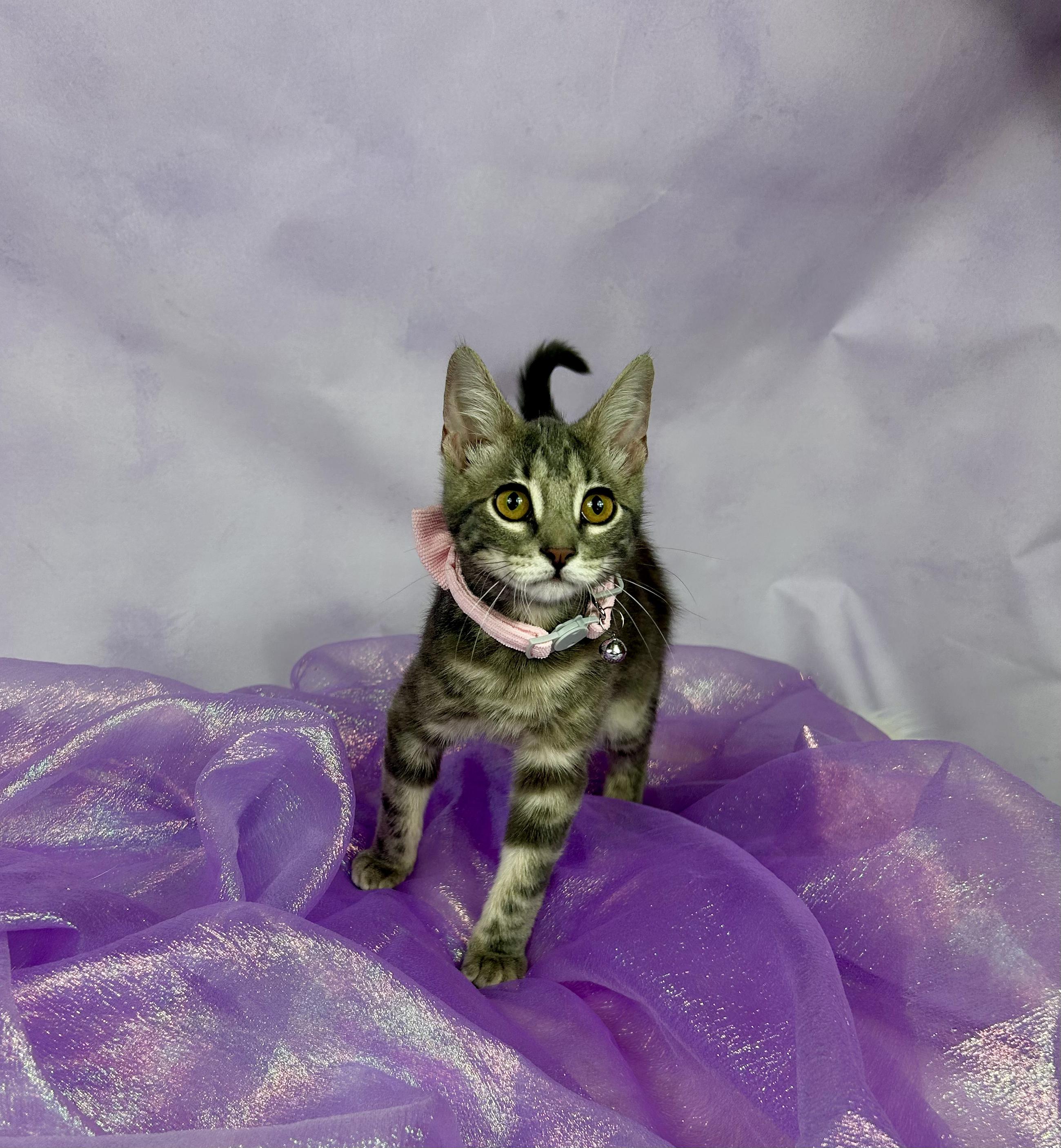 Enlarge Ellie, an adopted Domestic Short Hair in Webster, TX image 3/3