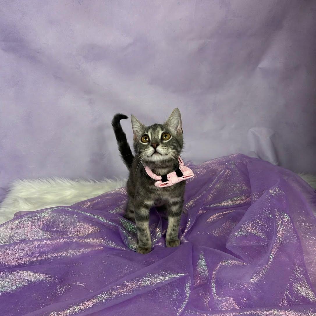 Ellie, adopted, Kitten Female Domestic Short Hair.