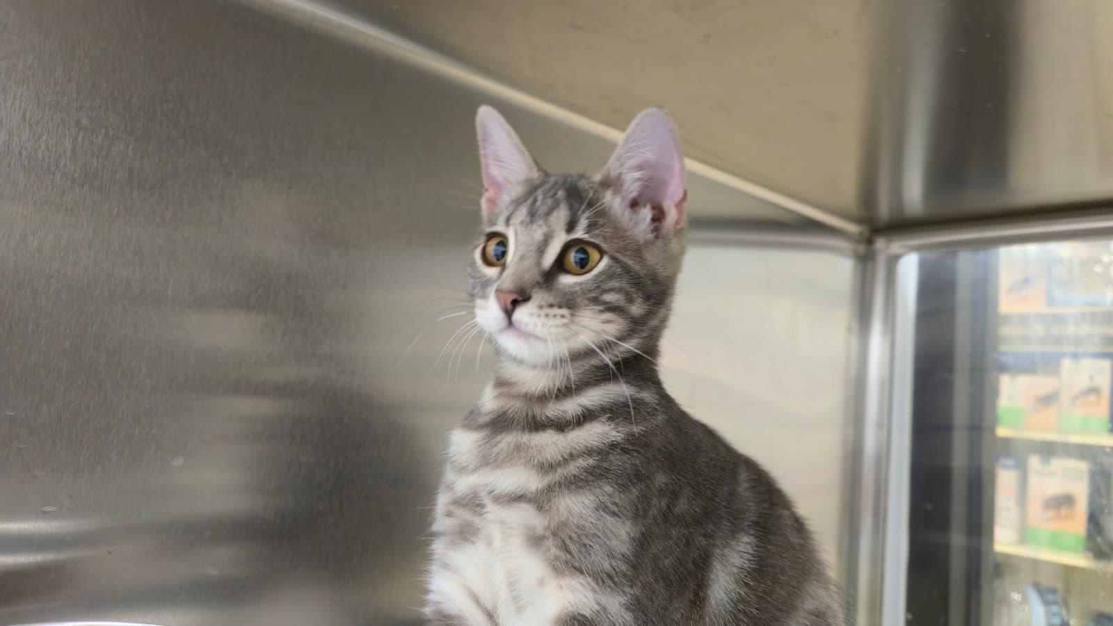 Enlarge Ellie, an adopted Domestic Short Hair in Webster, TX image 2/3