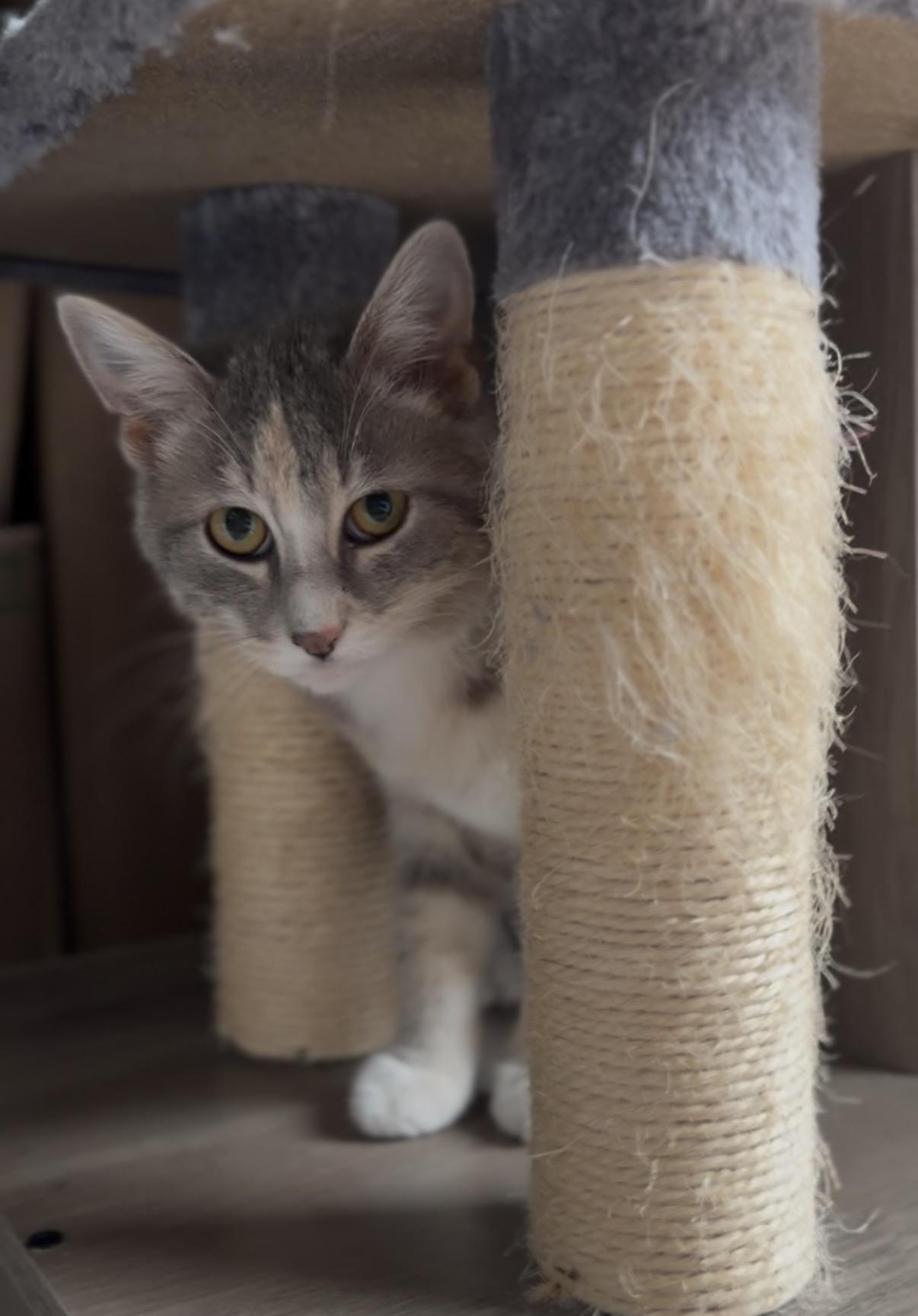 Winter, a Adoptable Domestic Short Hair in Crown Point, IN image 3/3