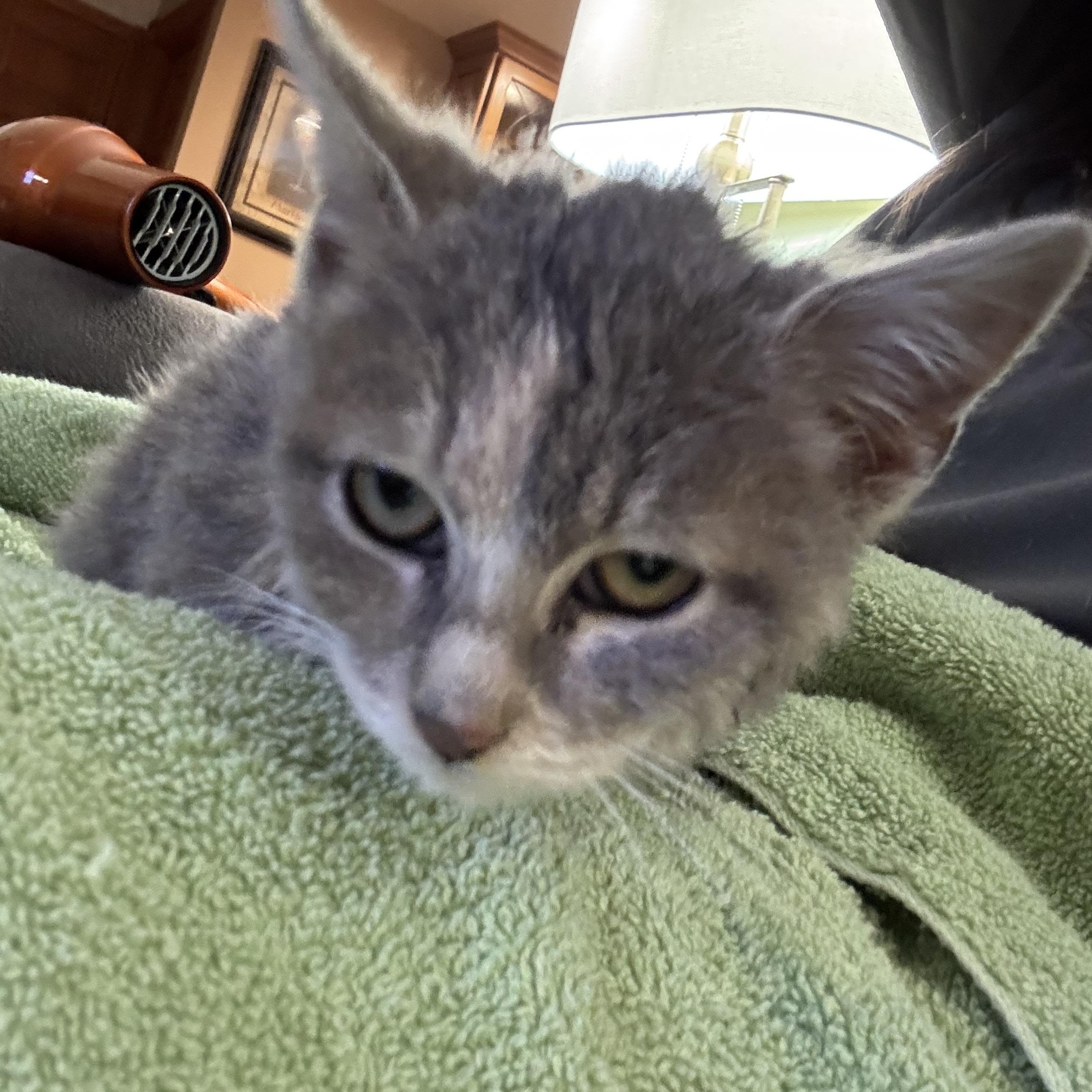 Winter, Adoptable, Kitten Female Domestic Short Hair.