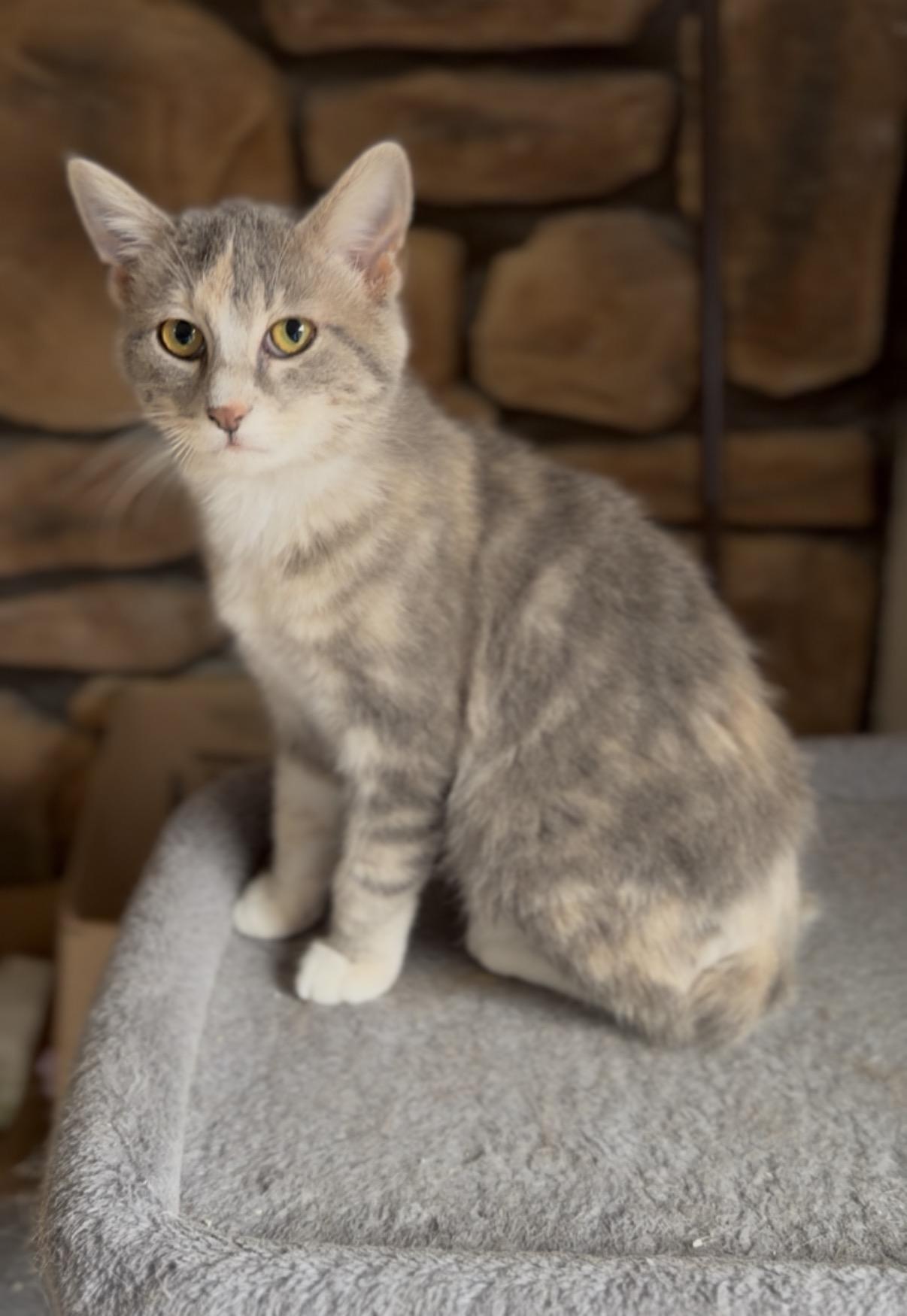 Winter, a Adoptable Domestic Short Hair in Crown Point, IN image 1/3