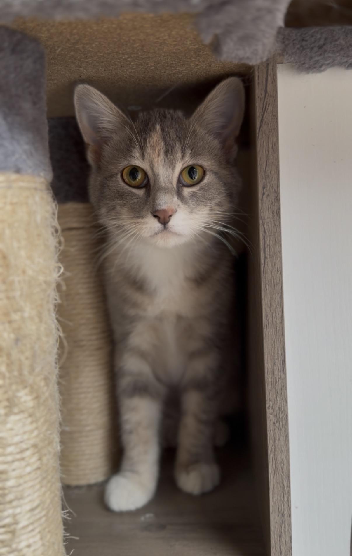 Winter, a Adoptable Domestic Short Hair in Crown Point, IN image 2/3