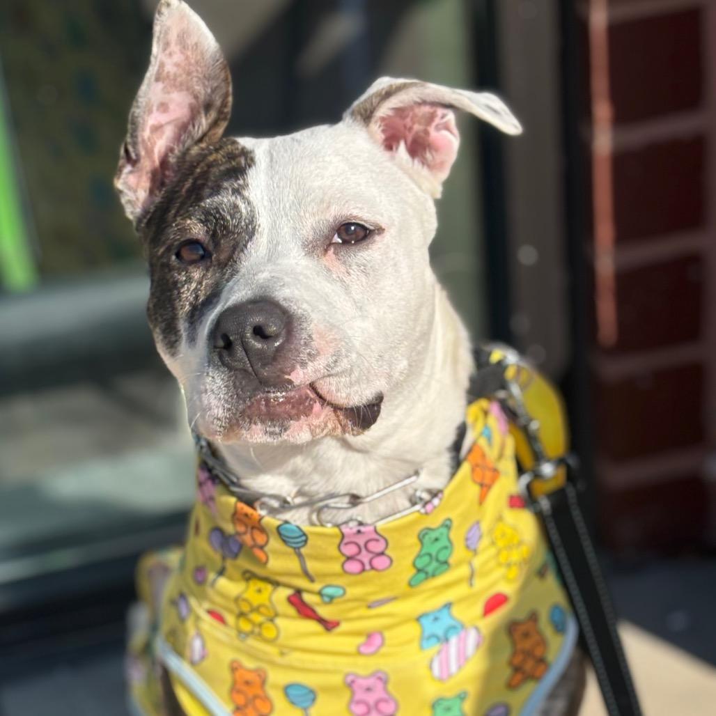 Gail, Adoptable, Young Female Mixed Breed.