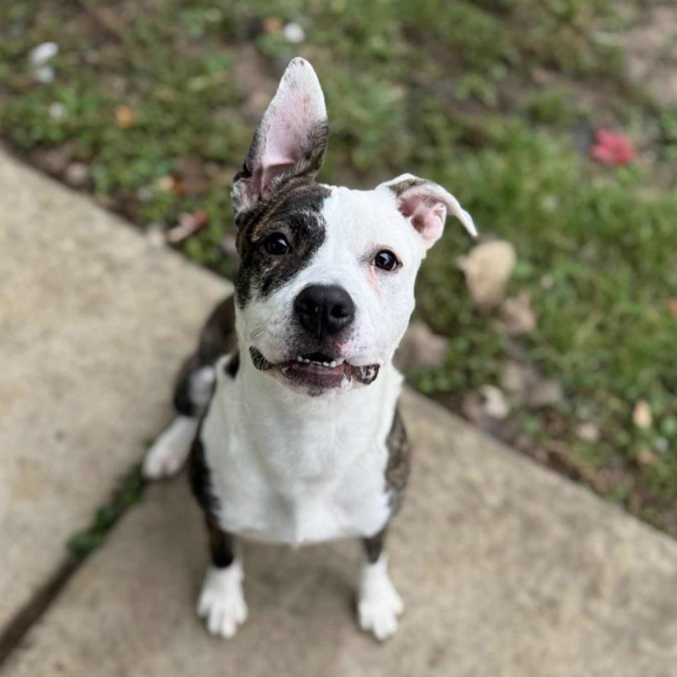 Gail, Adoptable, Young Female Mixed Breed.