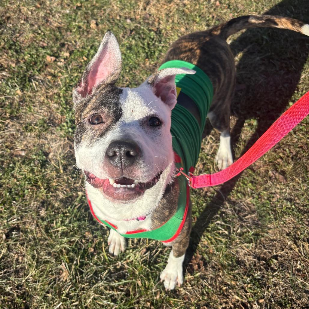 Enlarge Gail, a Adoptable Mixed Breed in O'Fallon, MO image 2/6