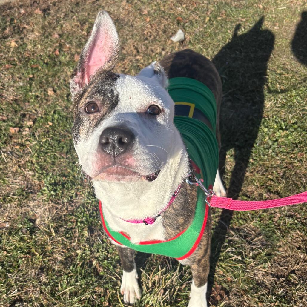 Enlarge Gail, a Adoptable Mixed Breed in O'Fallon, MO image 4/6