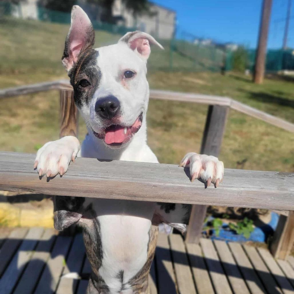 Enlarge Gail, a Adoptable Mixed Breed in O'Fallon, MO image 5/6