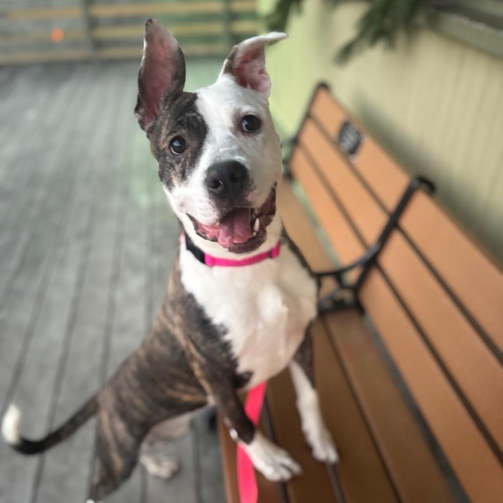 Enlarge Gail, a Adoptable Mixed Breed in O'Fallon, MO image 6/6