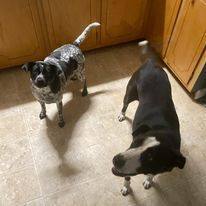 Claire, Adoptable, Senior Female Border Collie.