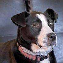Claire, a Adoptable Border Collie in Matthews, NC image 2/4
