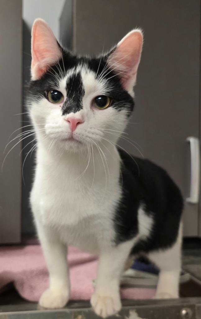 Enlarge Atlas, a Adoptable mixed breed in Sprakers, NY image 1/1