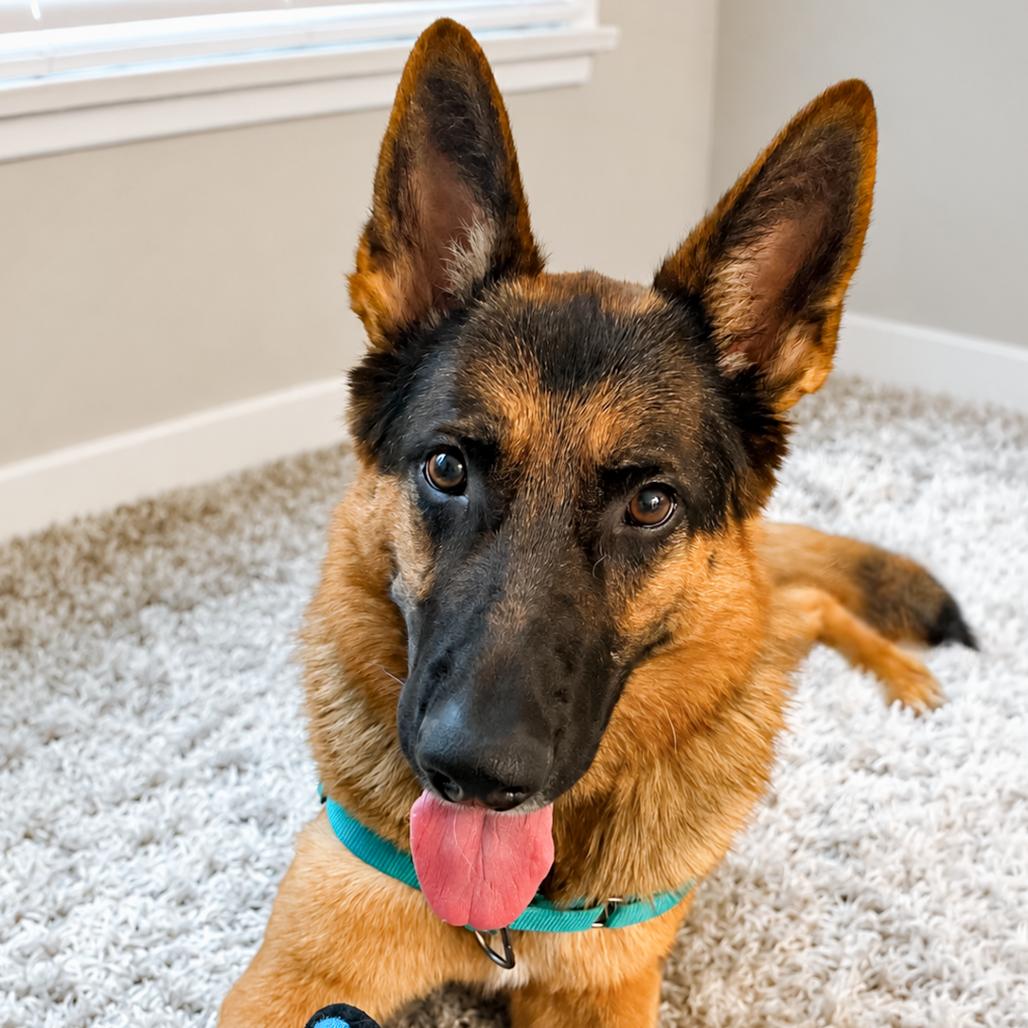 Enlarge Archie, a Adoptable mixed breed in Los Angeles, CA image 1/6