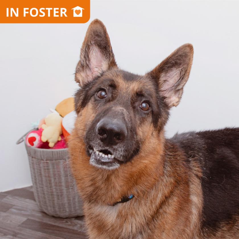 Enlarge Archie, a Adoptable mixed breed in Los Angeles, CA image 2/6