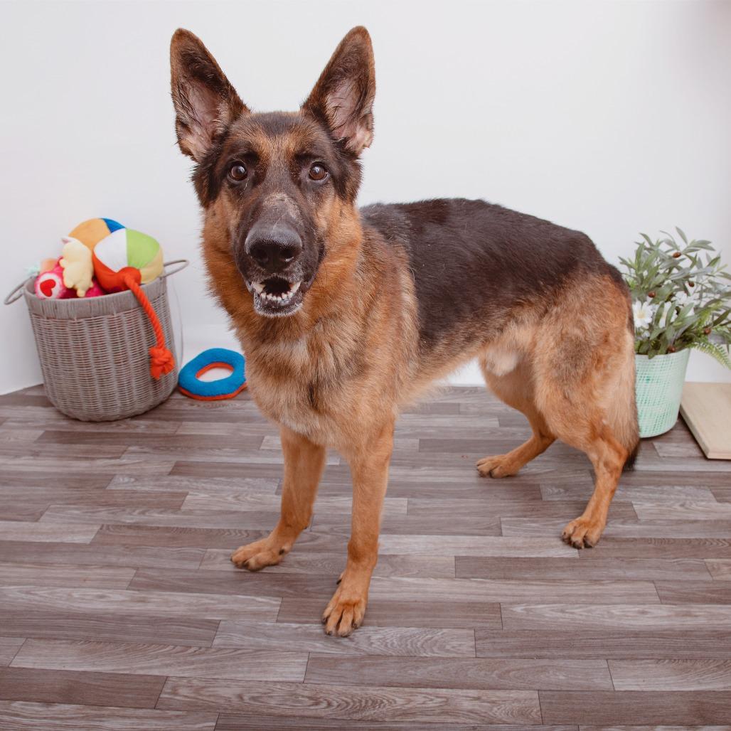Enlarge Archie, a Adoptable mixed breed in Los Angeles, CA image 3/6
