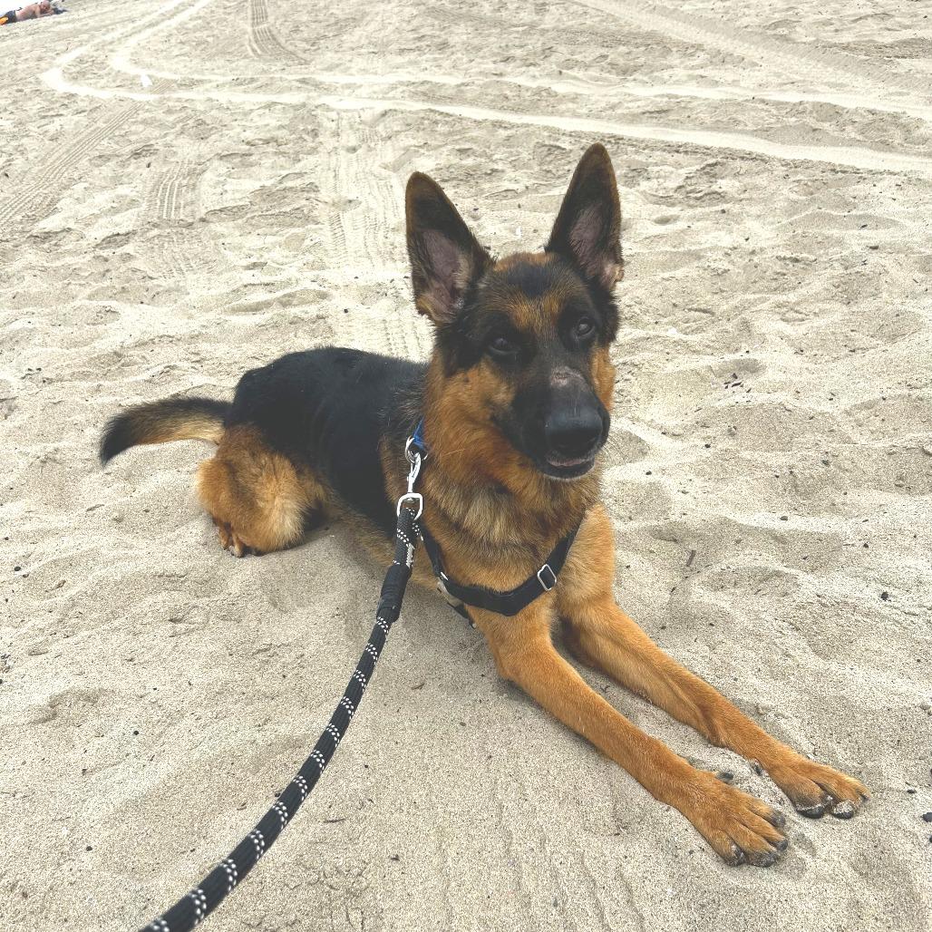 Enlarge Archie, a Adoptable mixed breed in Los Angeles, CA image 4/6