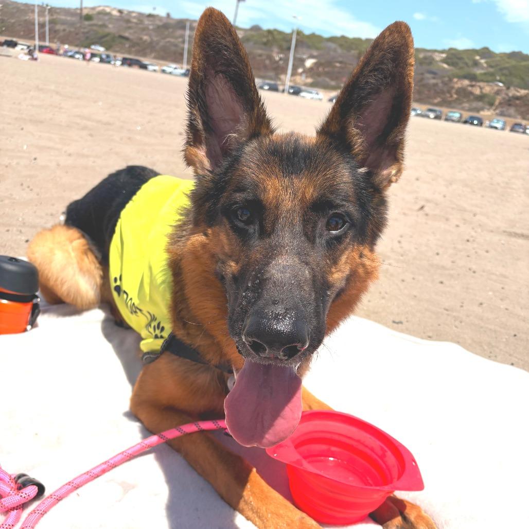 Enlarge Archie, a Adoptable mixed breed in Los Angeles, CA image 5/6