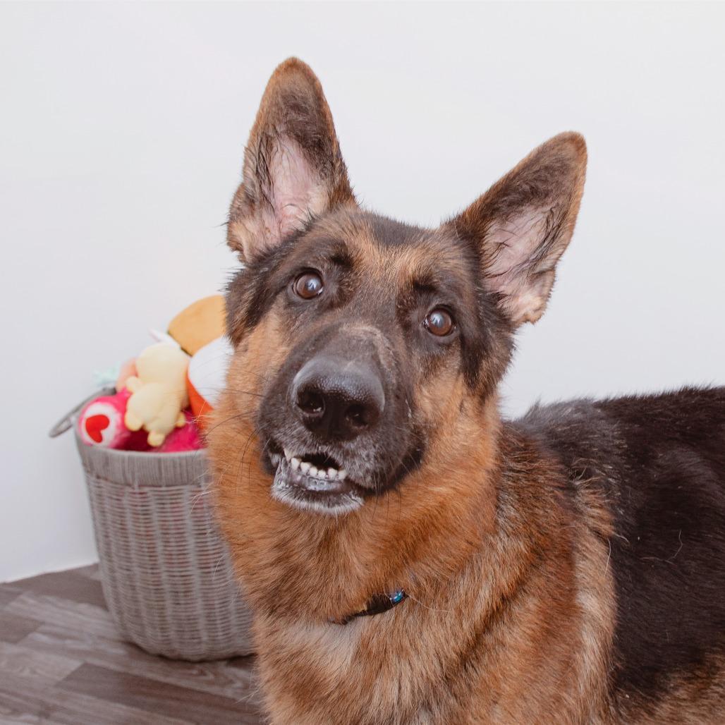 Enlarge Archie, a Adoptable mixed breed in Los Angeles, CA image 6/6