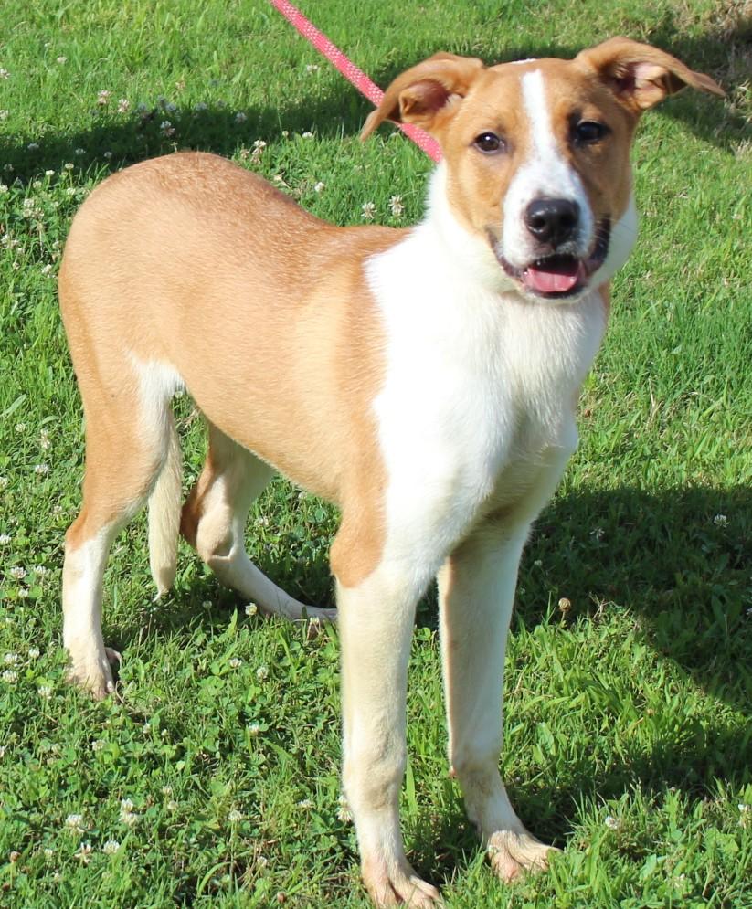 Enlarge ANDY, a ADOPTABLE mixed breed in Claremore, OK image 1/2