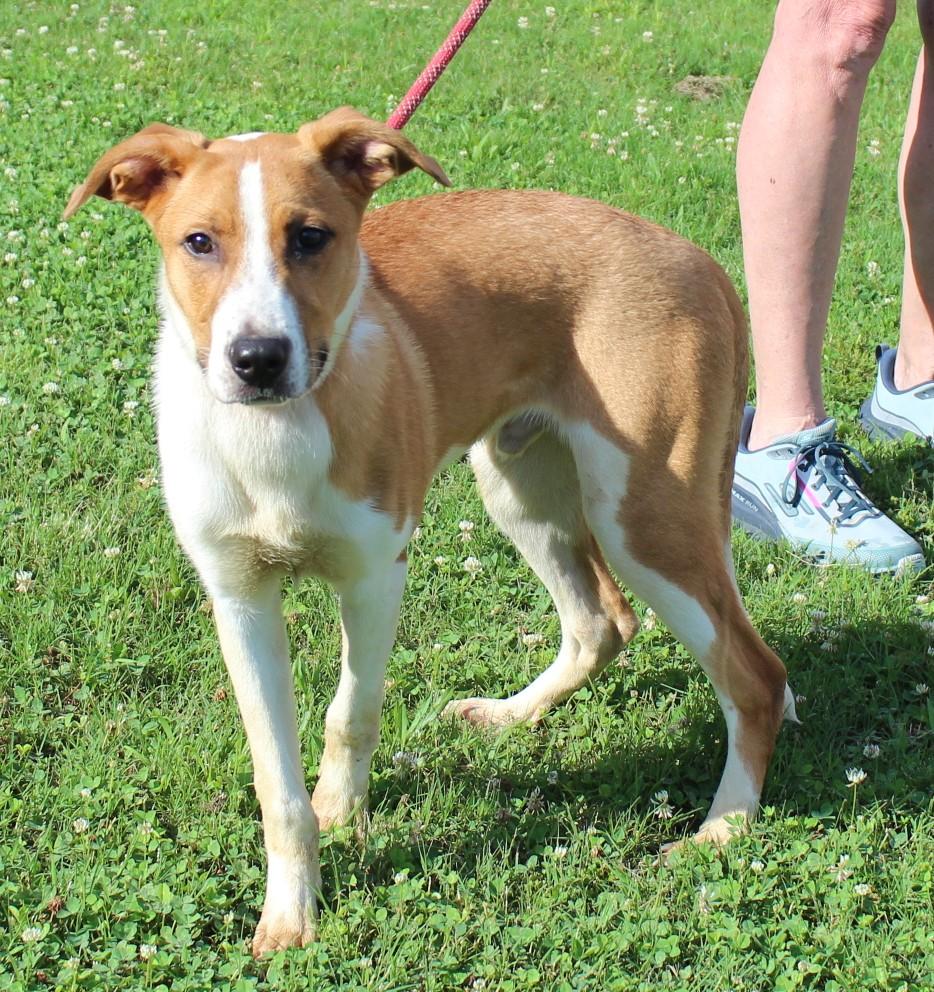 Enlarge ANDY, a ADOPTABLE mixed breed in Claremore, OK image 2/2