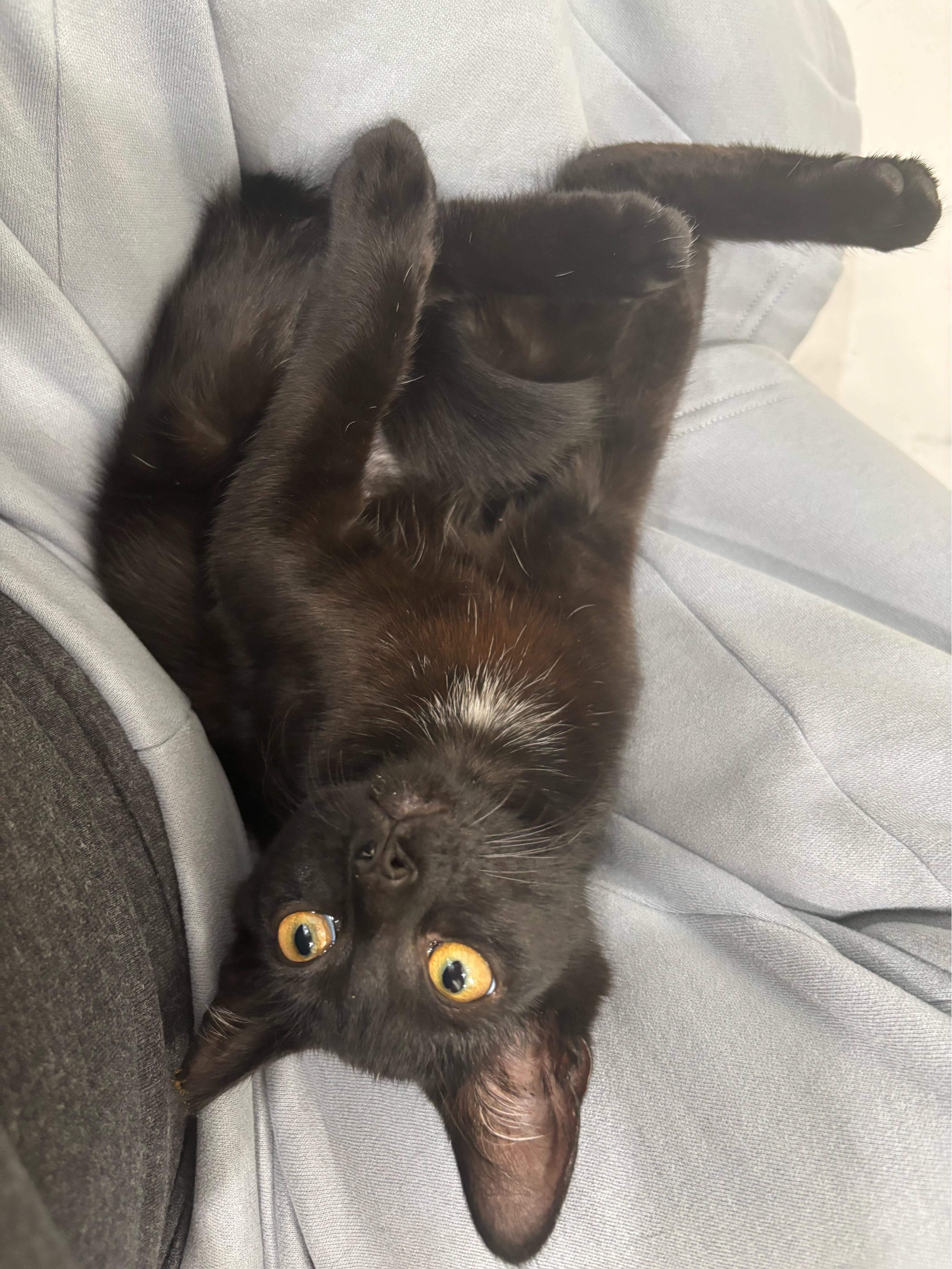 Enlarge Pork, an adoptable Domestic Short Hair in Pittsburgh, PA image 4/6