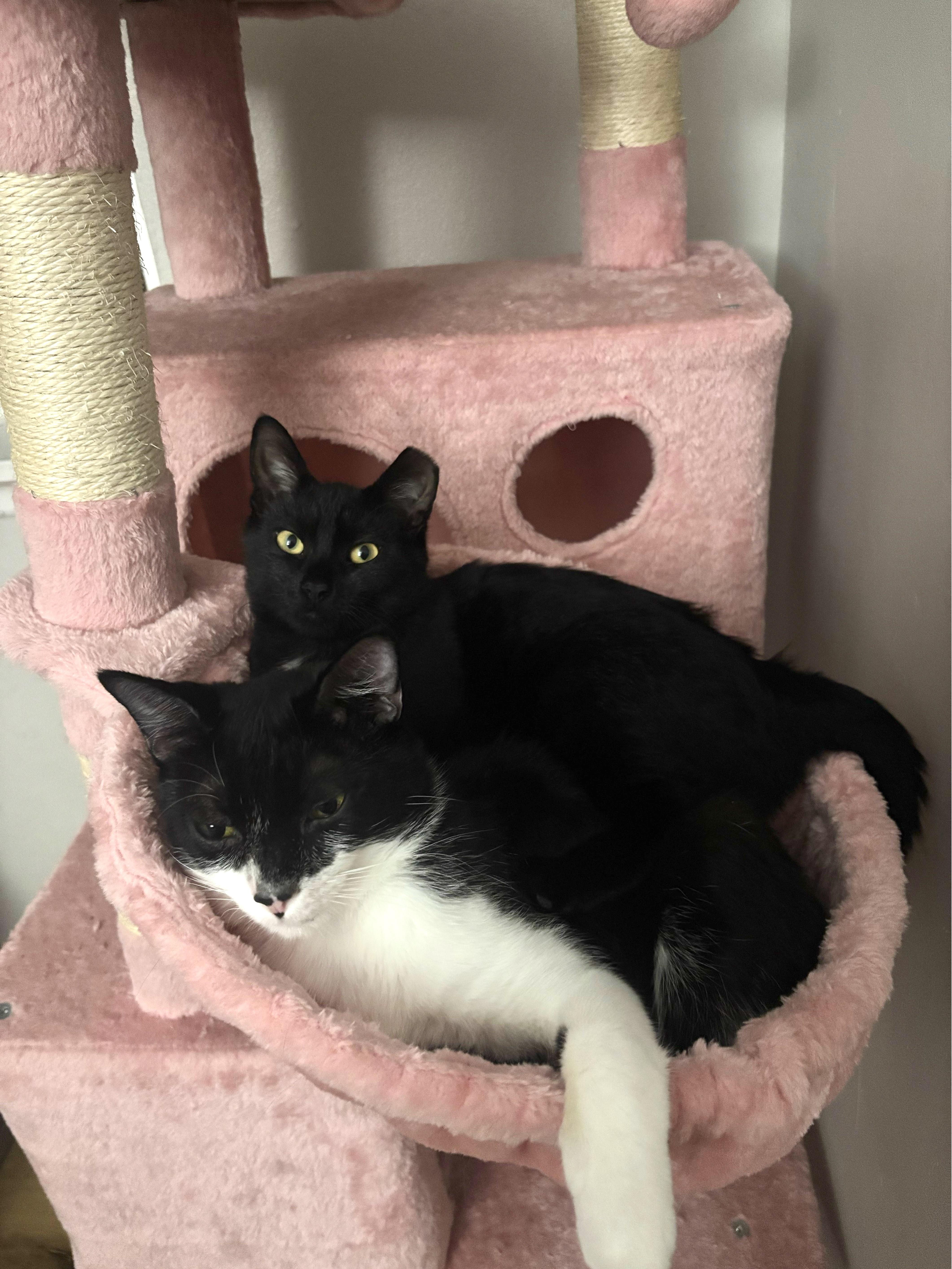 Enlarge Pork, an adoptable Domestic Short Hair in Pittsburgh, PA image 3/6