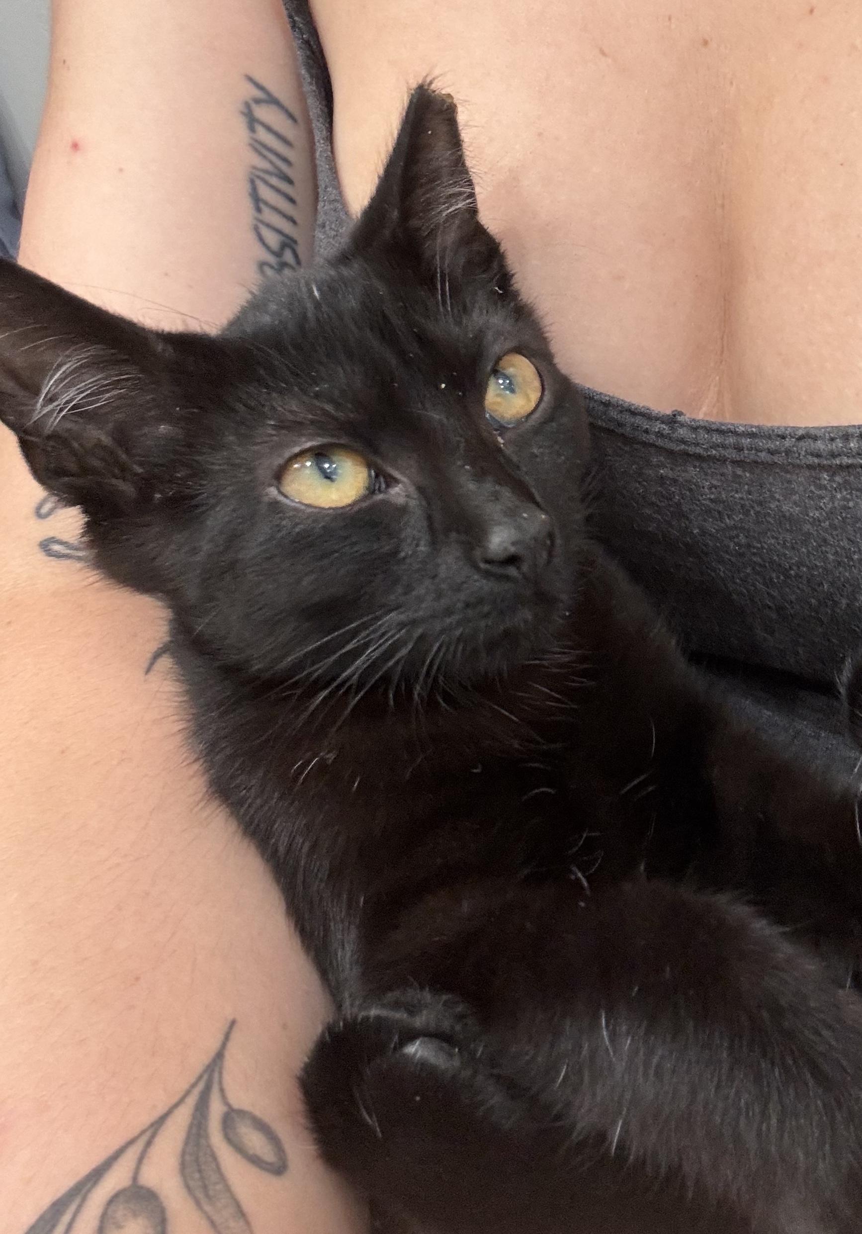 Enlarge Pork, an adoptable Domestic Short Hair in Pittsburgh, PA image 1/6