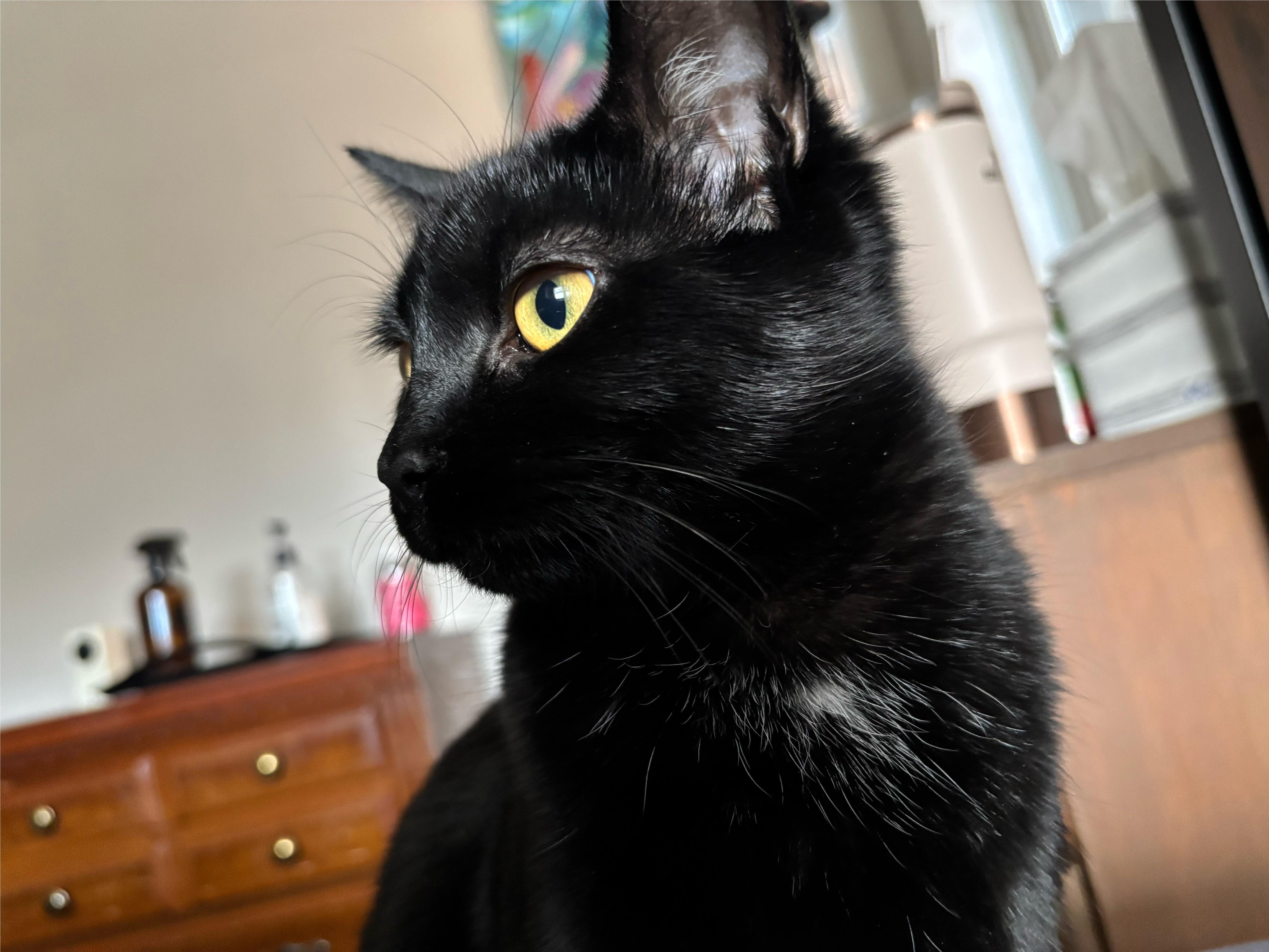 Enlarge Pork, an adoptable Domestic Short Hair in Pittsburgh, PA image 5/6