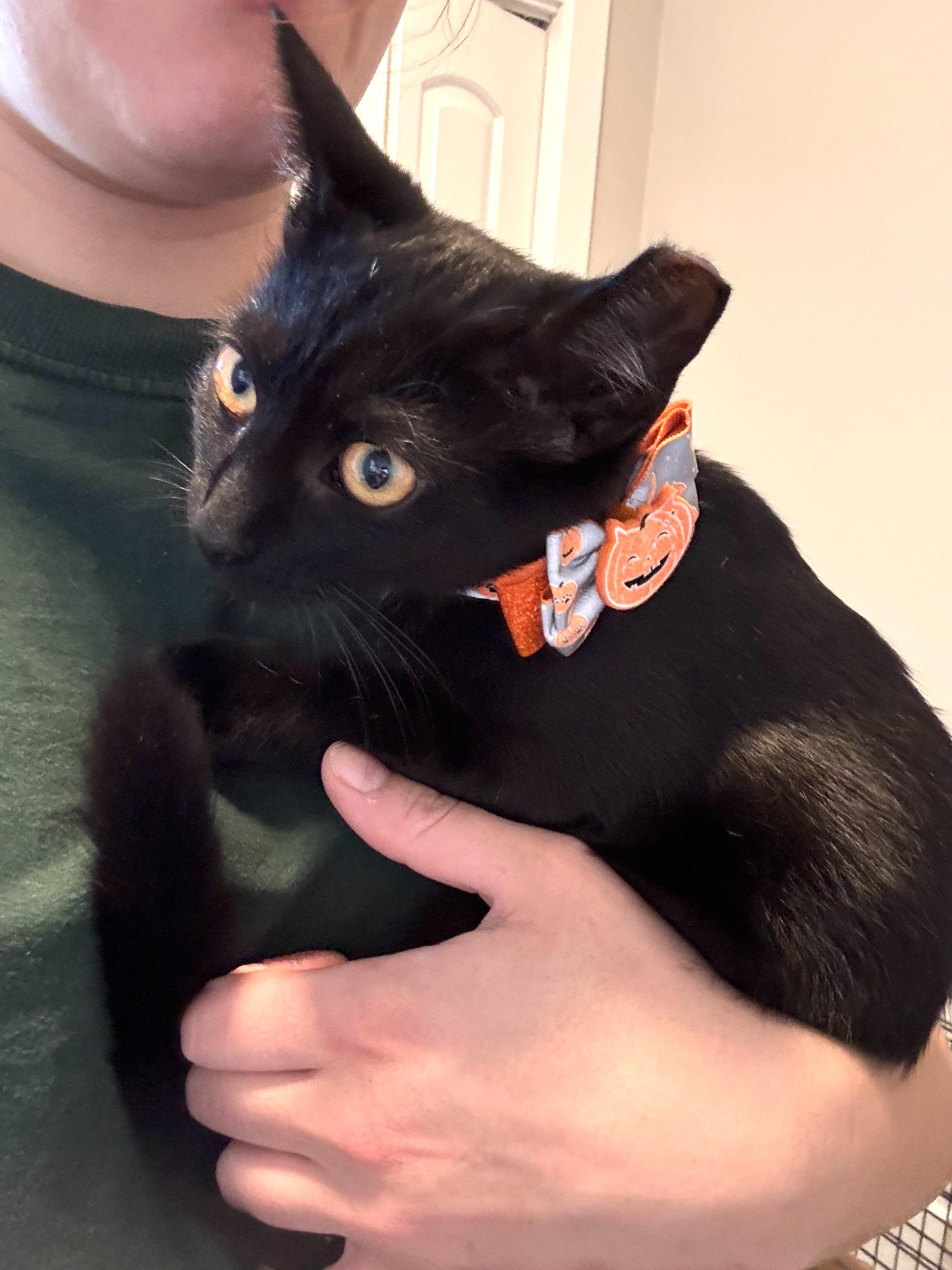 Enlarge Pork, an adoptable Domestic Short Hair in Pittsburgh, PA image 6/6