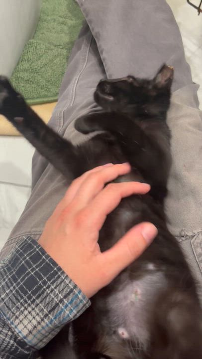 Enlarge Pork, an adoptable Domestic Short Hair in Pittsburgh, PA video 2/6