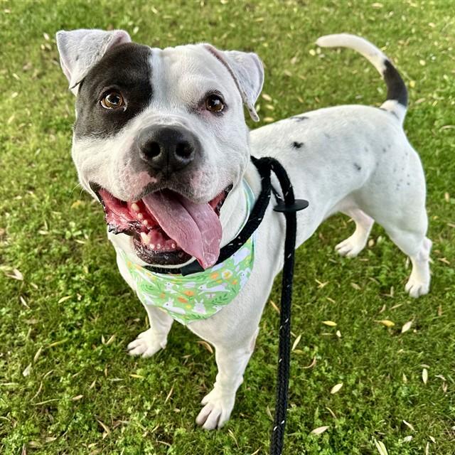 TIBURON, Adoptable, Adult Male Pit Bull Terrier.