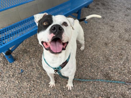 TIBURON, Adoptable, Adult Male Pit Bull Terrier.