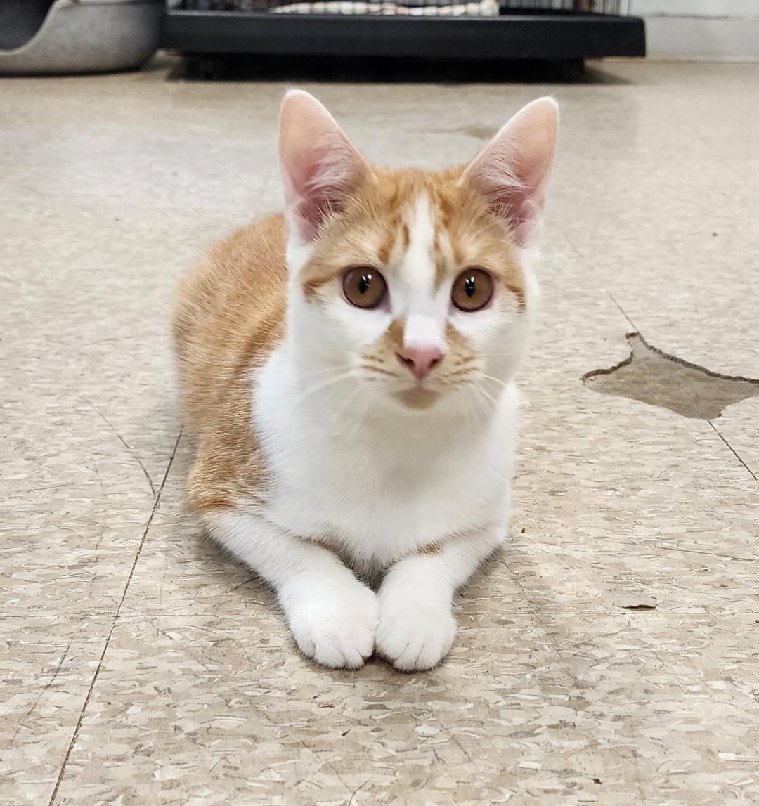 Enlarge Dani, a Adoptable Domestic Short Hair in Washingtonville, NY image 1/2