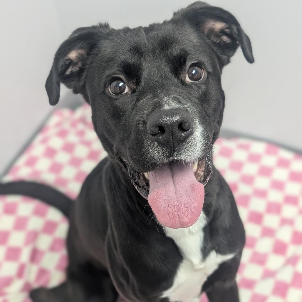 Enlarge Ranger, a Adoptable mixed breed in Watertown, NY image 1/6