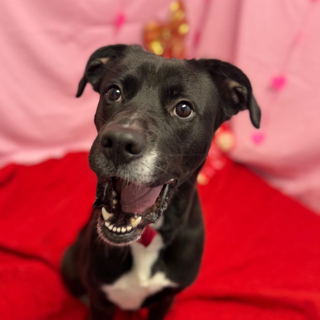 Enlarge Ranger, a Adoptable mixed breed in Watertown, NY image 3/6