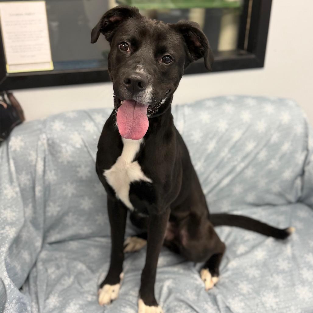 Enlarge Ranger, a Adoptable mixed breed in Watertown, NY image 5/6