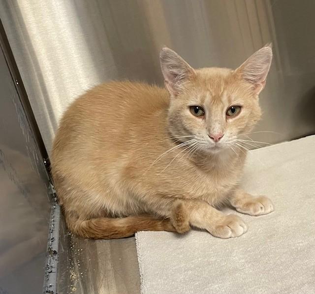 Cosmo, ADOPTABLE, Adult Male Domestic Short Hair.