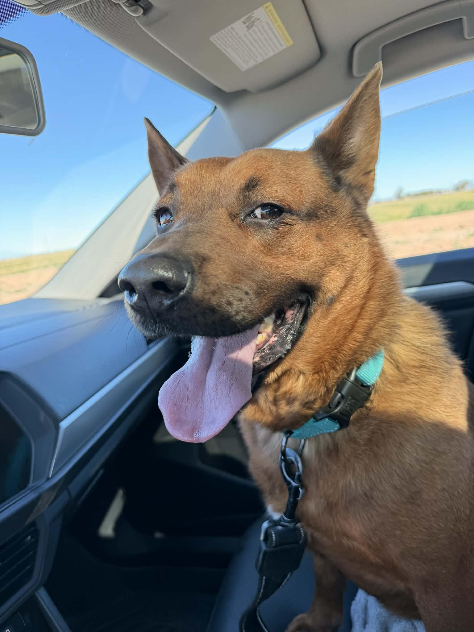 Wiley, Adoptable, Adult Male Shepherd & Chow Chow.