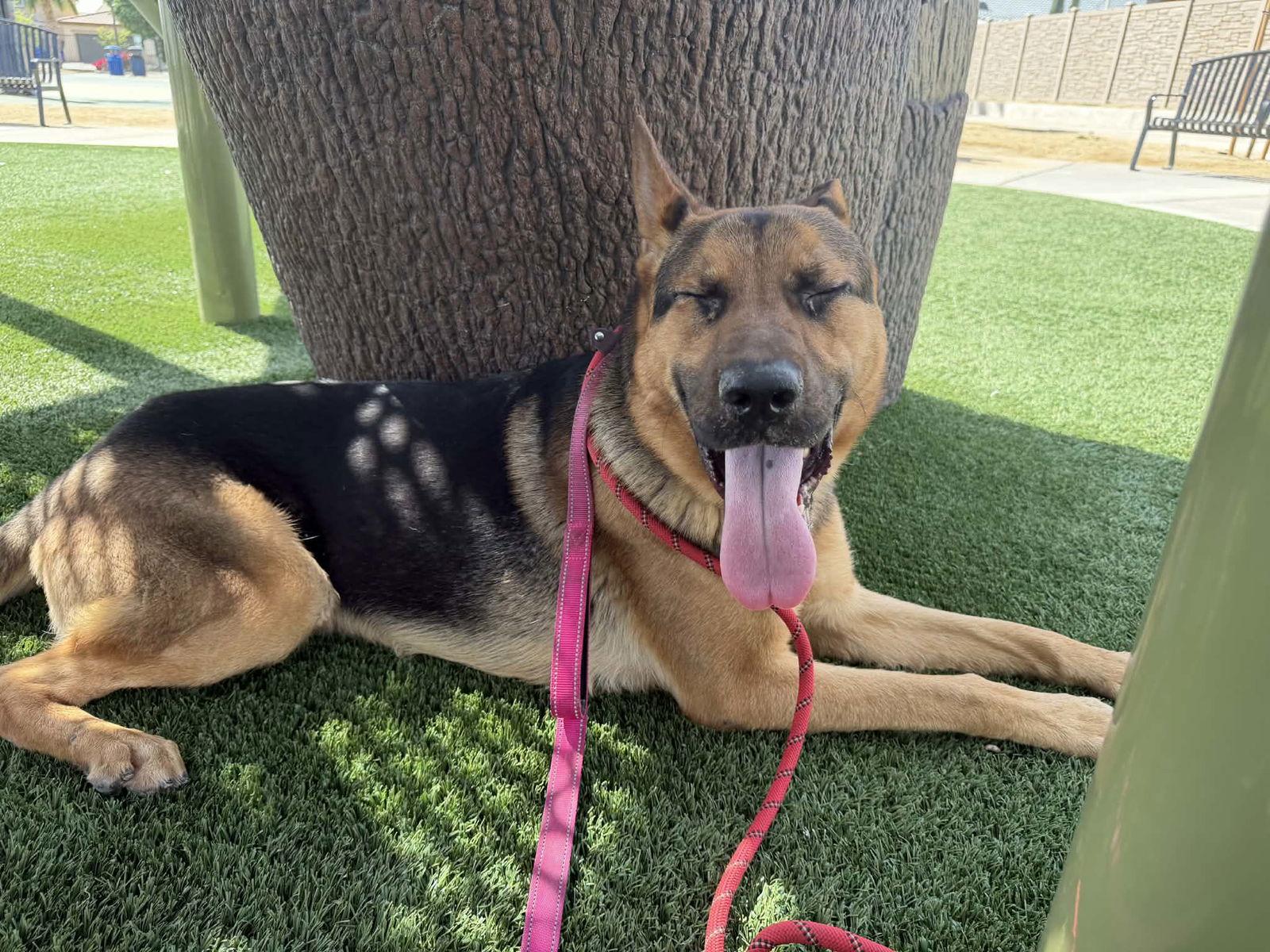 Enlarge Wiley, a Adoptable mixed breed in El Centro, CA image 2/3