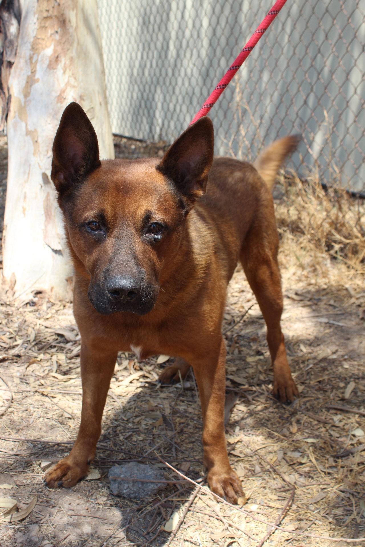 Wiley, Adoptable, Adult Male Shepherd & Chow Chow.