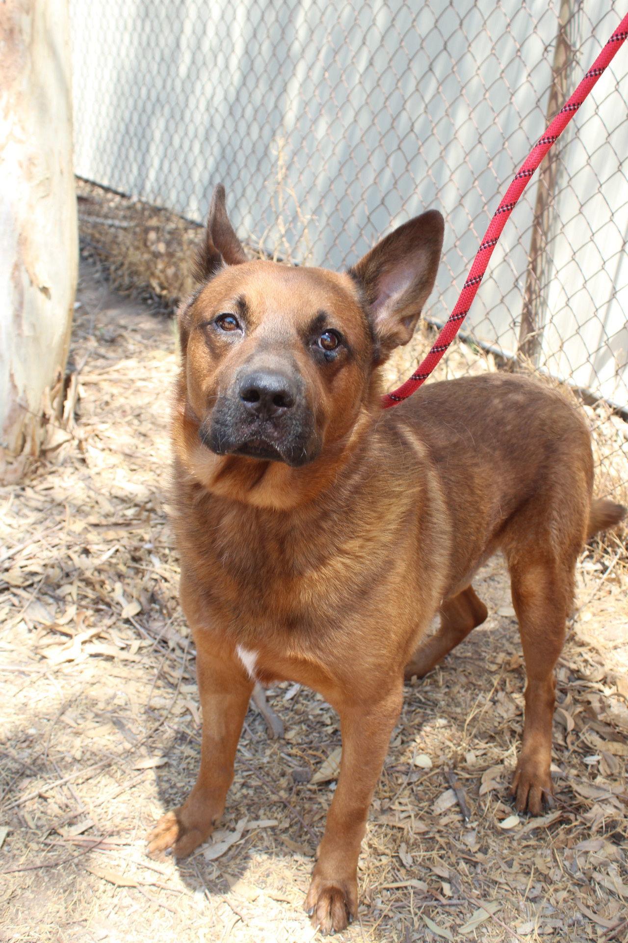 Enlarge Wiley, a Adoptable mixed breed in El Centro, CA image 2/3