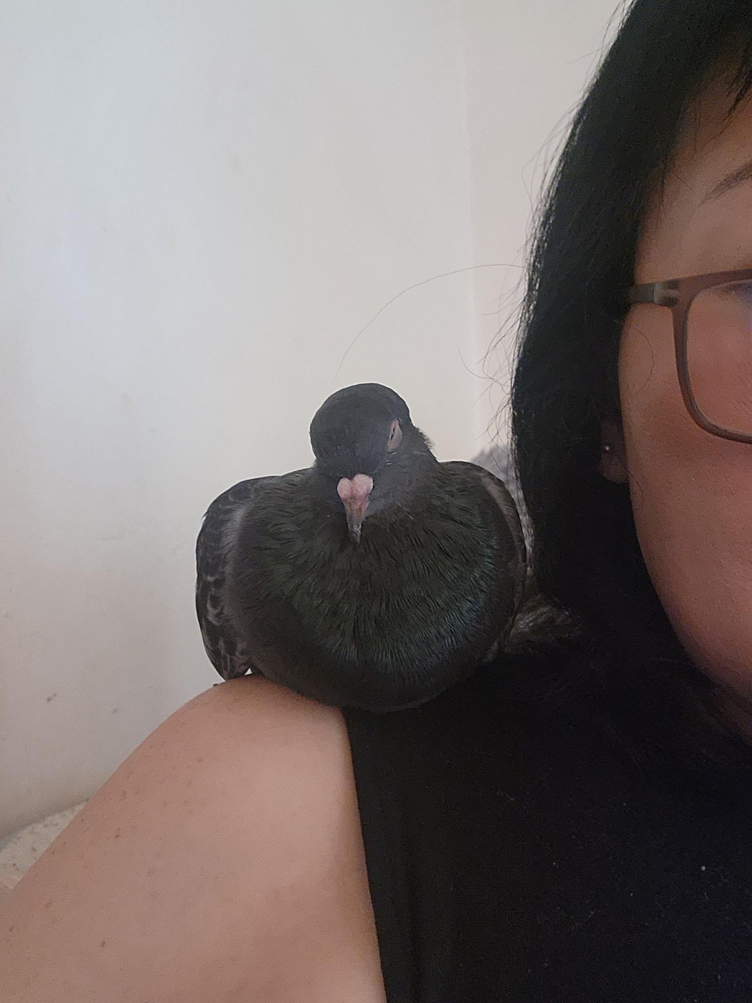 Enlarge Aldi , a ADOPTABLE mixed breed in New York, NY image 3/6