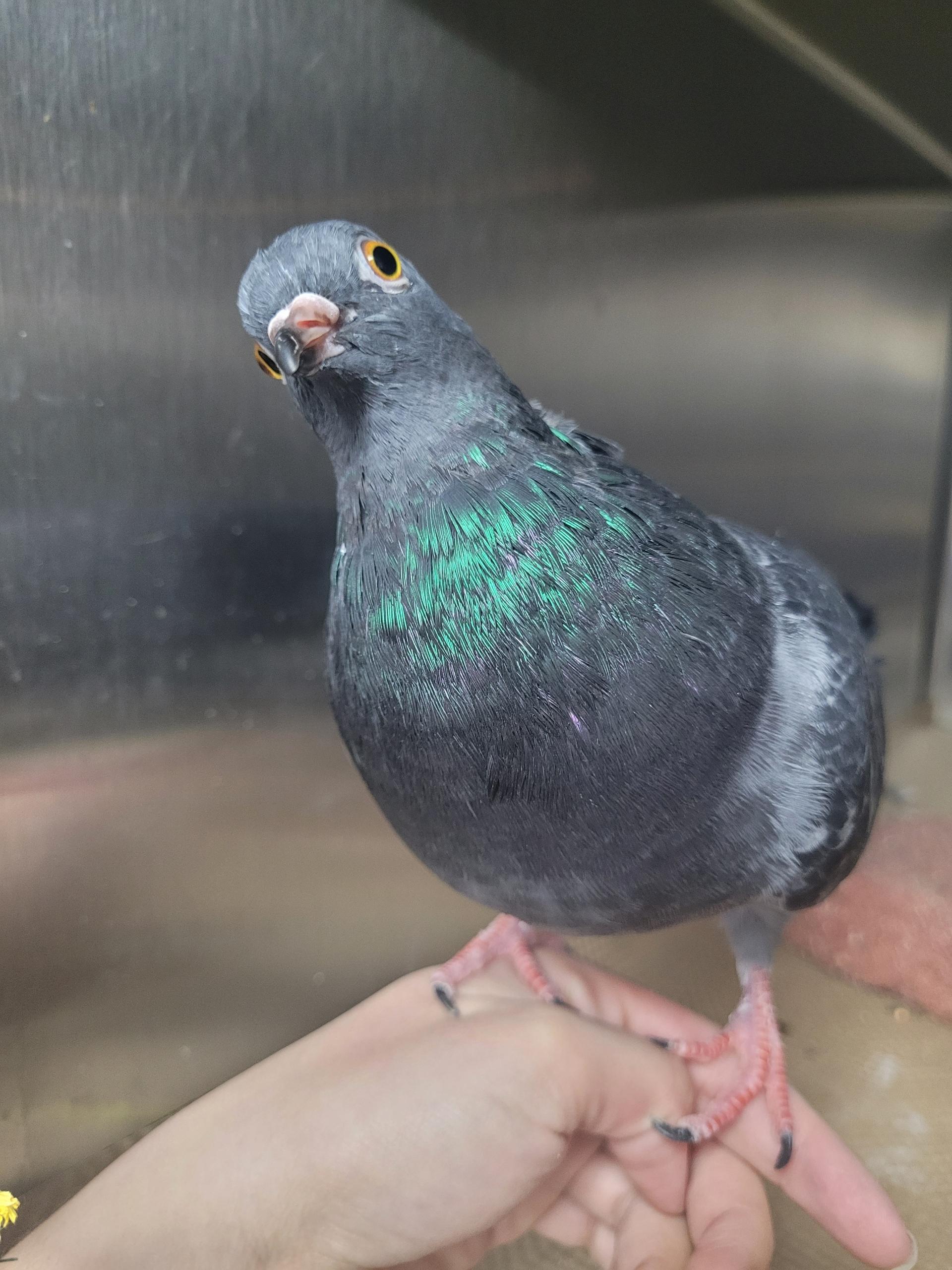 Enlarge Aldi , a ADOPTABLE mixed breed in New York, NY image 6/6