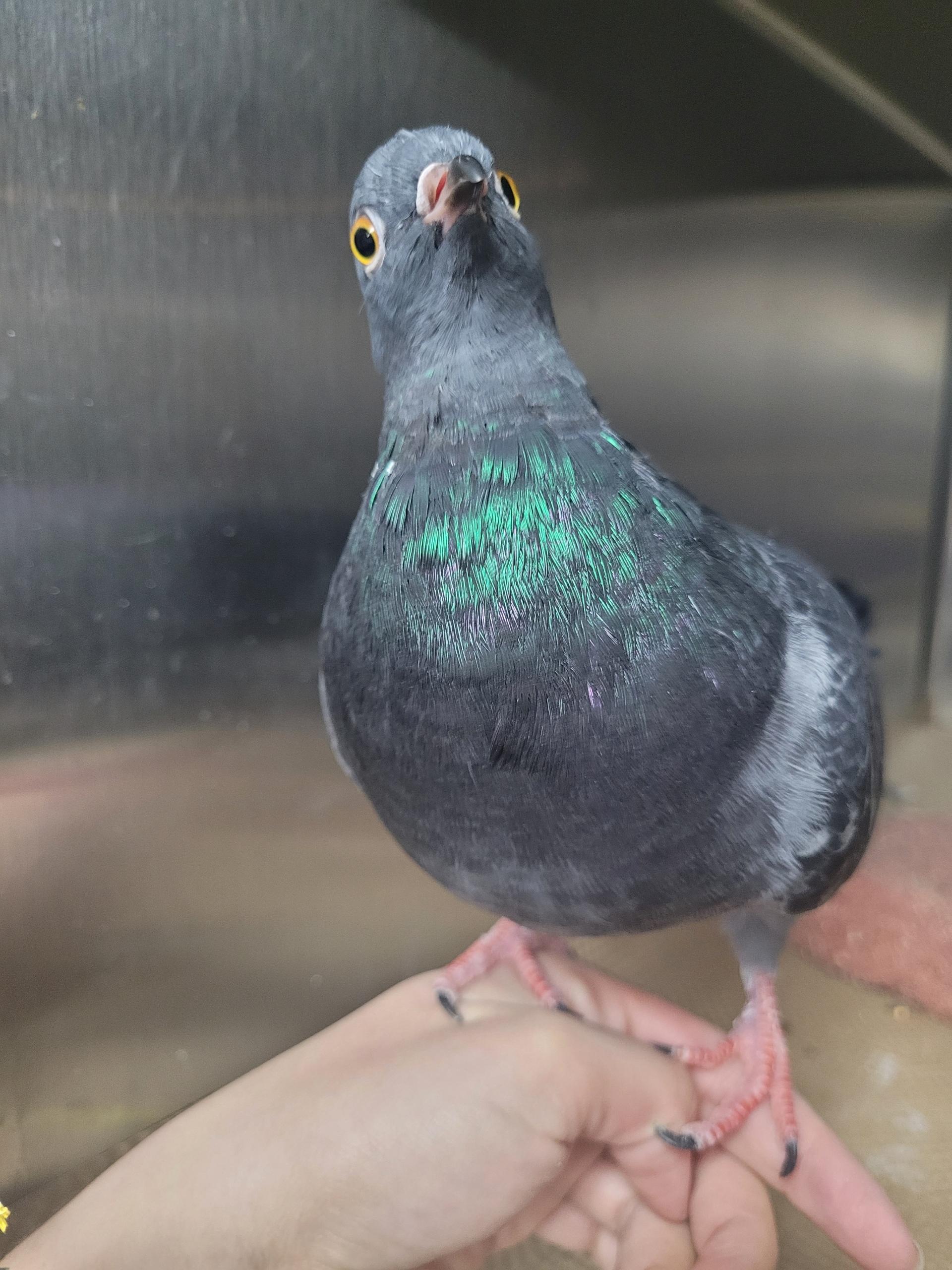 Enlarge Aldi , a ADOPTABLE mixed breed in New York, NY image 2/6