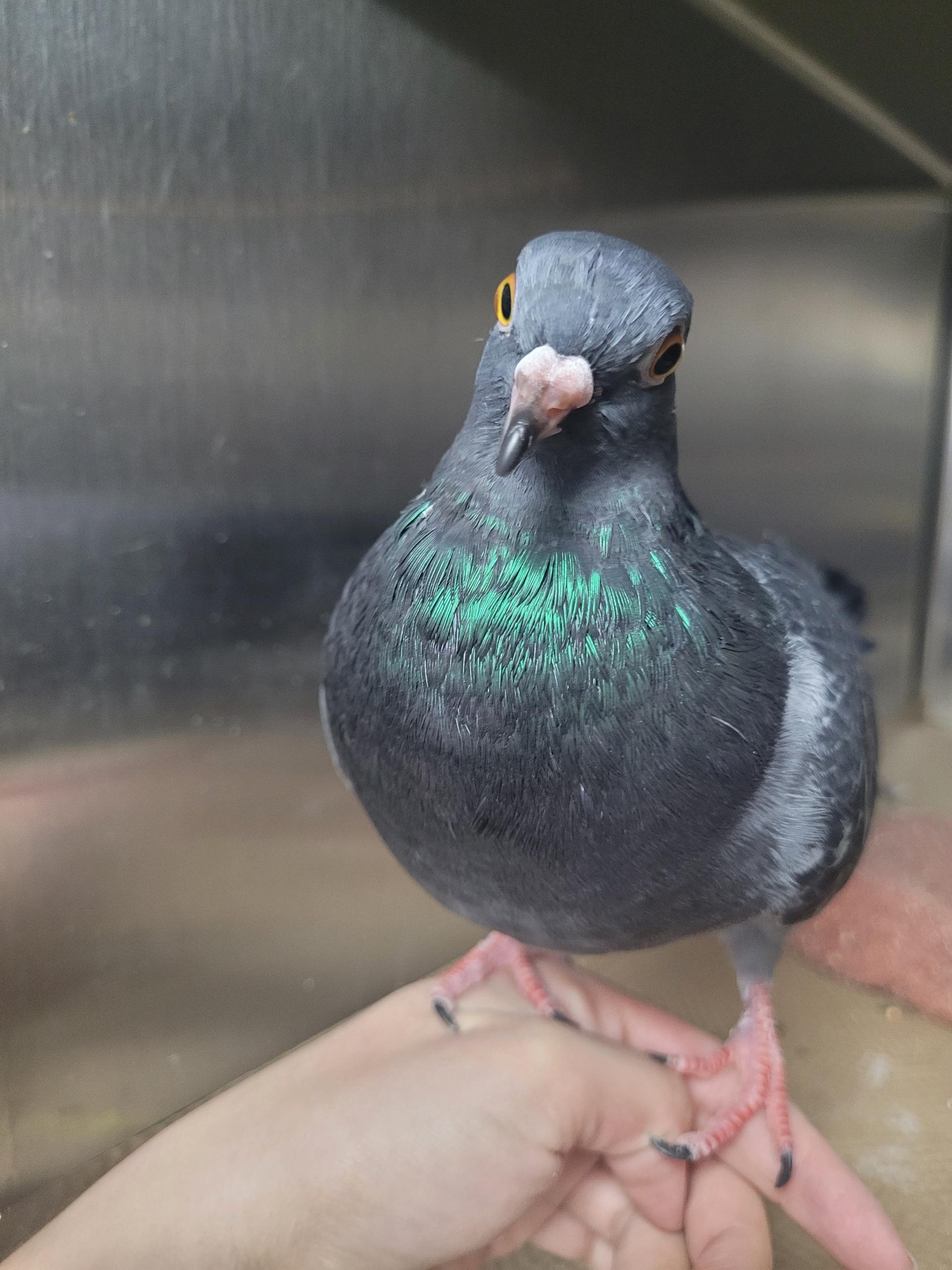 Aldi , ADOPTABLE, Young Male Pigeon.